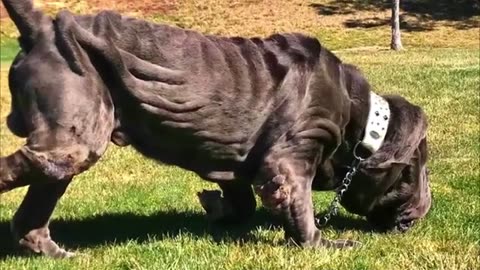 Top 10 large dog breeds