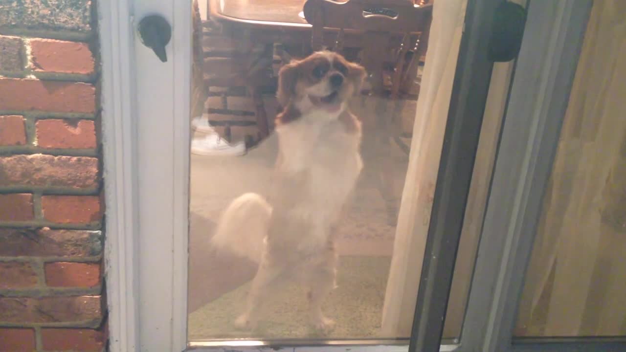 Adorable dog dances when he gets excited