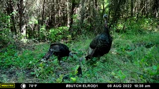 Wild Turkeys Up Close