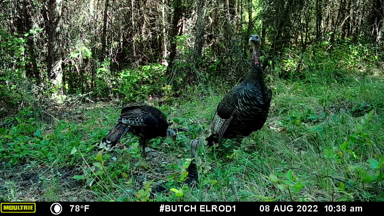 Wild Turkeys Up Close