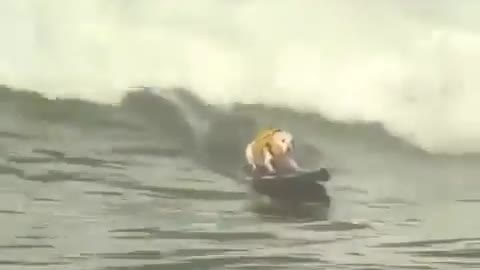 Smart dog video