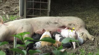 Nursing Piglets