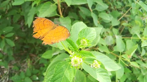 Brown Butterfly | beautiful butterfly HD