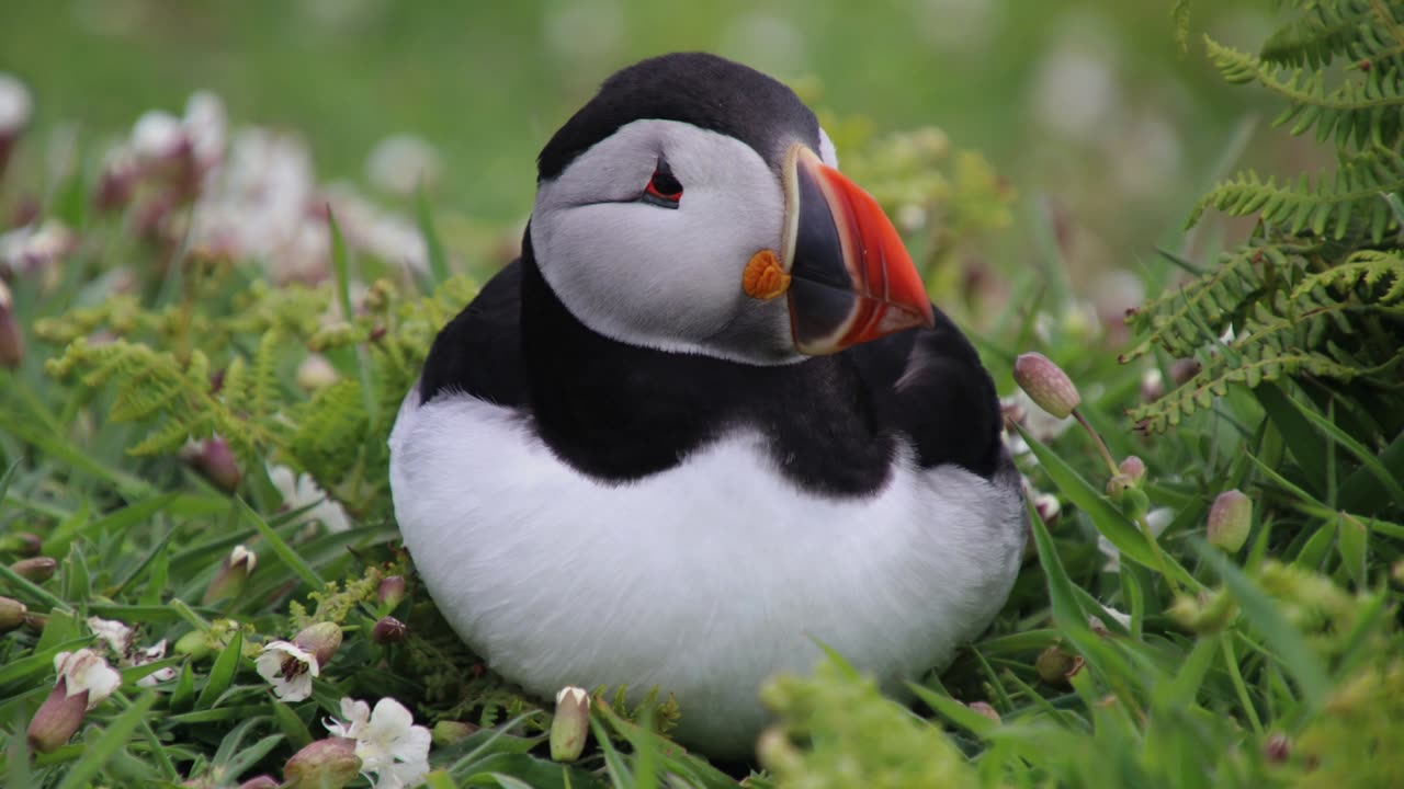 The Puffin: Close Up HD Footage (Fratercula arctica)