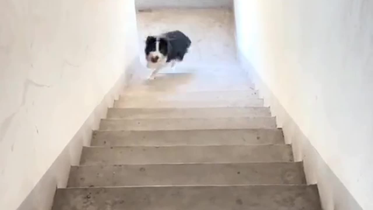 Look at this dog how plays alone
