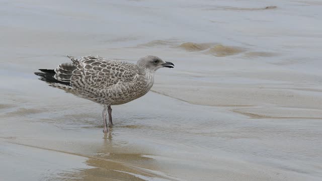 Seagull eats from the river