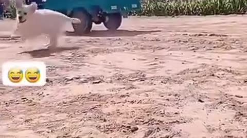 Unbelievably Funny Dogs – Watch These Hilarious Pups in Action! 🐶😂"