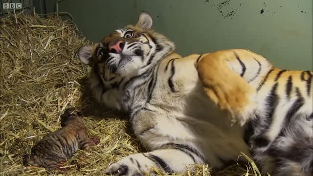 Adorable Tiger Cub Moments Part 1 | BBC Earth