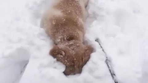 wildanimalsdoingthings - ❄️funny