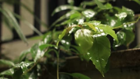 4K SOUND OF RAIN DRIPPING ON A TREE