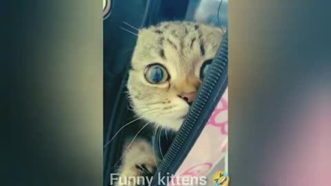 Funny Animals video #trendingvideos