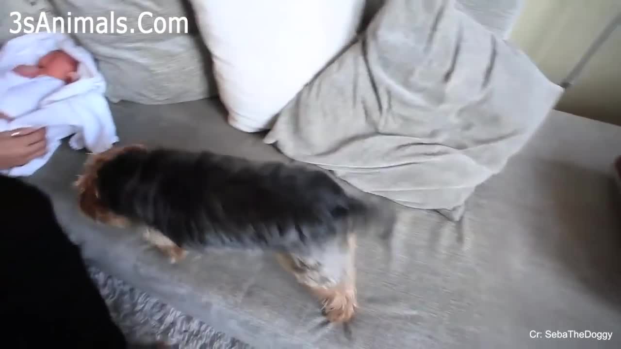 Smart Dogs Videos Reaction to owner Crying