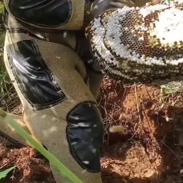 Watch the hornet's terrifying attack on this worker almost die of pain.