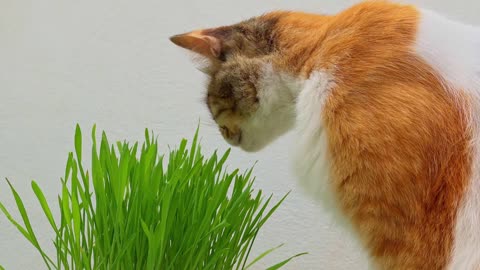 Why Do Cats Eat Grass