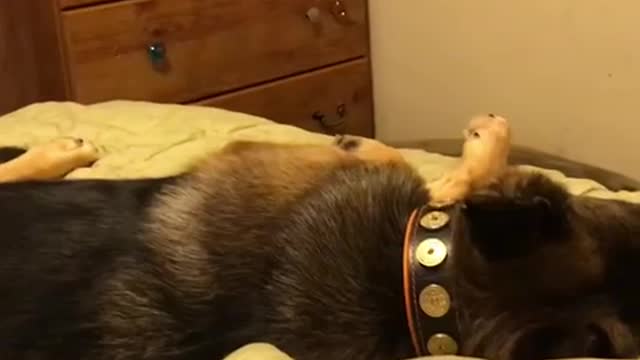 SPACIE GRACIE LOVES HER MEDS