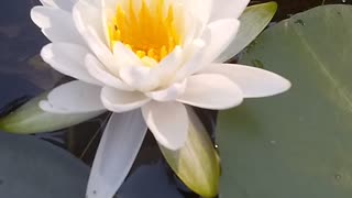 Water Lilly