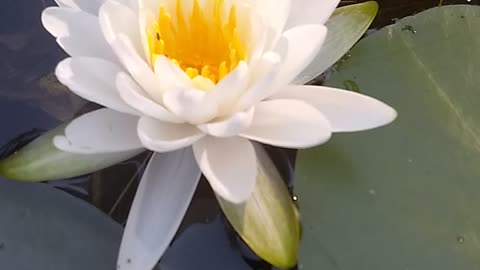 Water Lilly