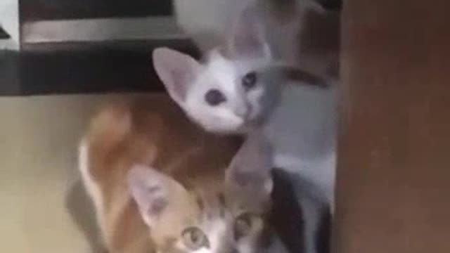 Cute cats reactions on neighbors filing.