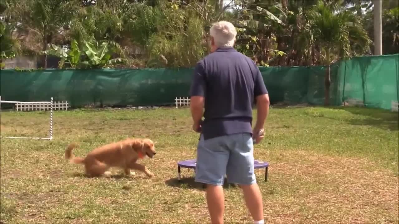 Positive dog training method