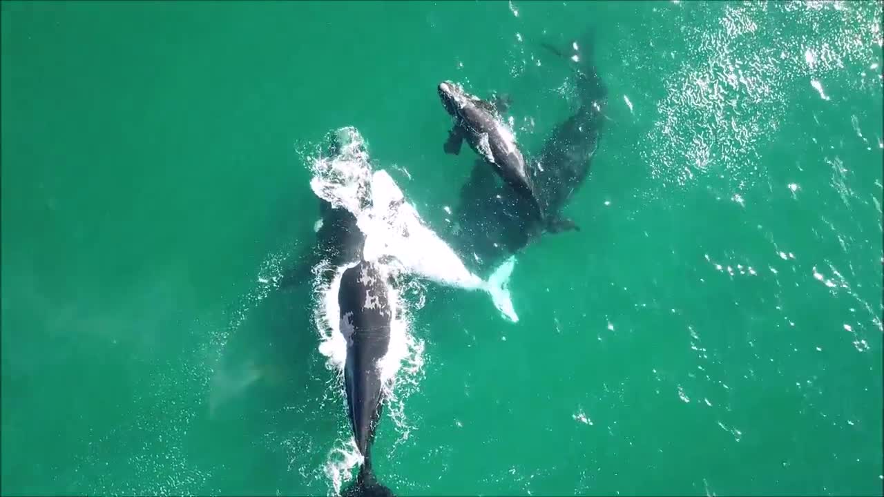 Whales of Hermanus