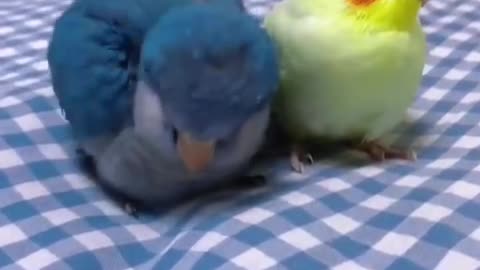 Two little parrots sitting on the bed