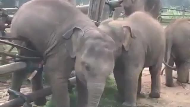 An elephant climbs over a fence