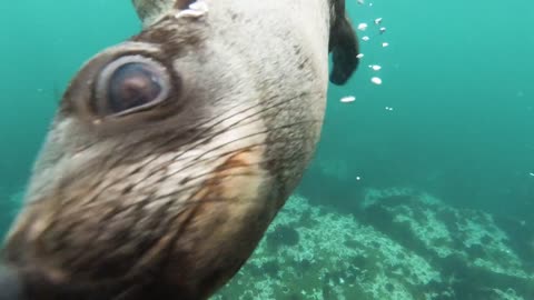 sea lions are freedom