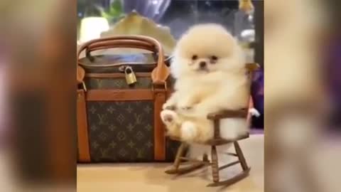 Cutest and Funniest Pomeranian Dogs Compilation