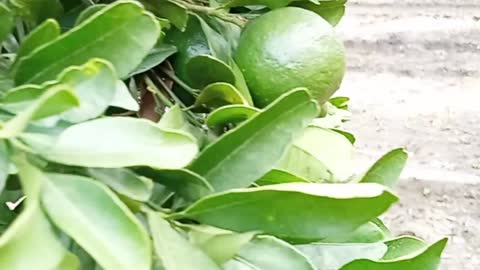 Orange farming ,indians farmar.