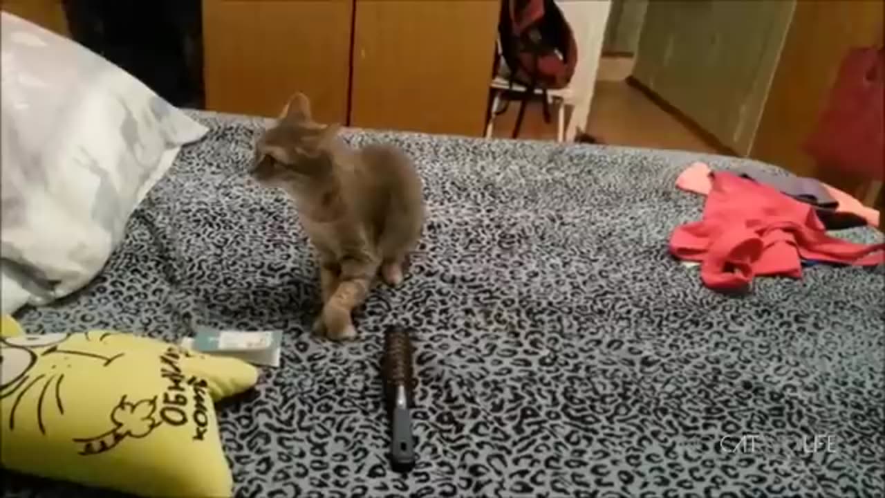 Scaredy Cats Compilation