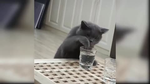 Adorable cat video