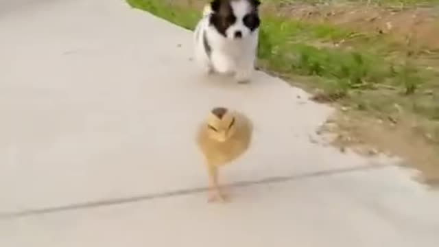 Funny Animal Videos - Awesome Funny Pet Animals | Cute Animals | Super Funny Dog Videos #short video