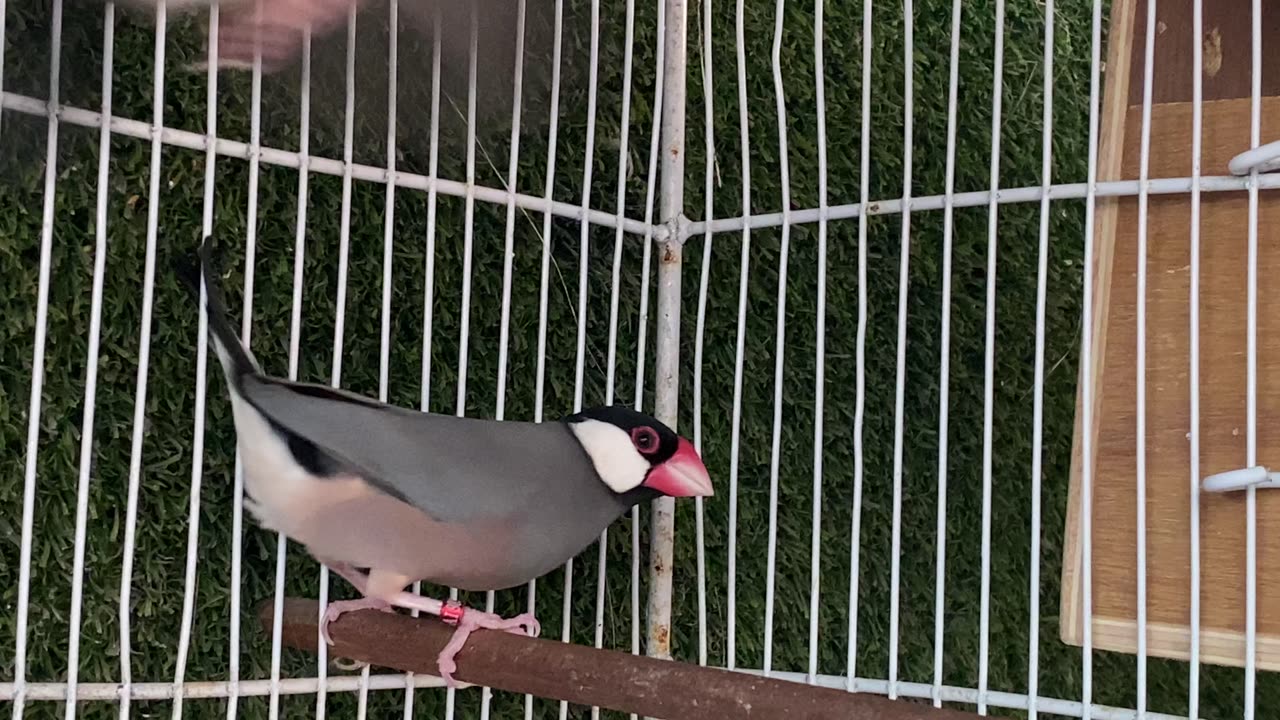 Base Birds of Java Sparrows