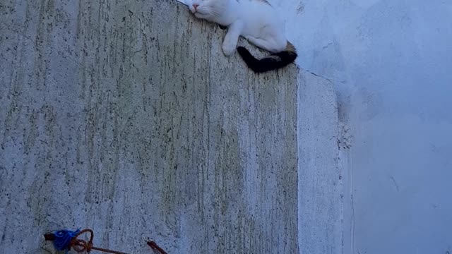 My cat Linda plays on the roof of the house!!