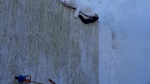 My cat Linda plays on the roof of the house!!