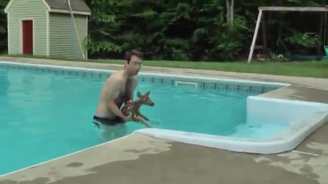 How this Baby Deer was saved from a dying Pool