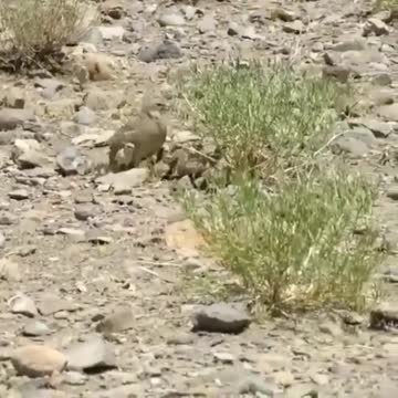 Desert Partridge Ammoperdix griseogularis