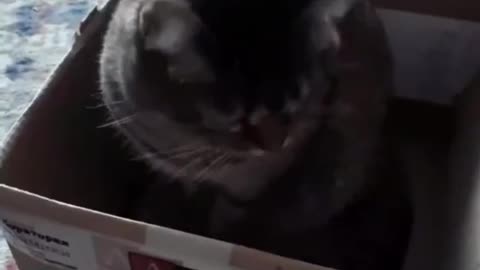 Viral Funny Cute Kittens Videos