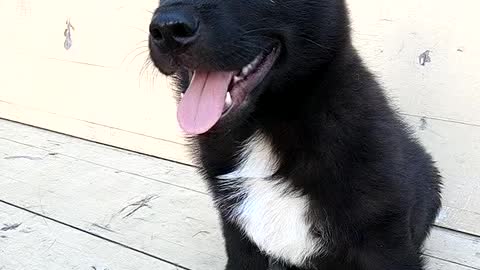 beautiful dog in the church.