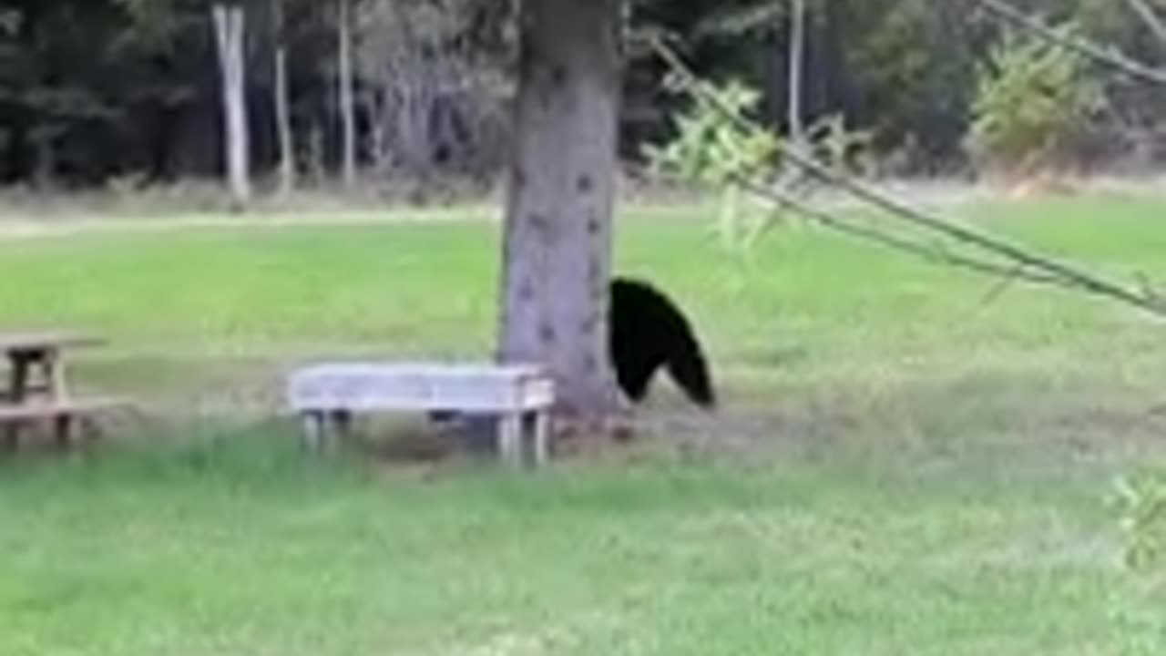 Black bear Mom shows who's boss #shorts #shortvideo #video #virals #videovira