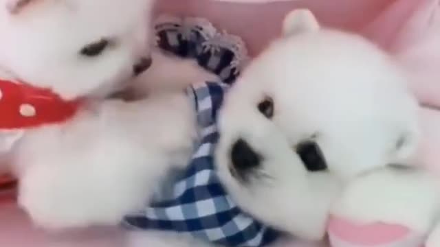 Cutest Animals | Cute Animals Videos Compilations | Cute Baby Animals 😍 #shorts
