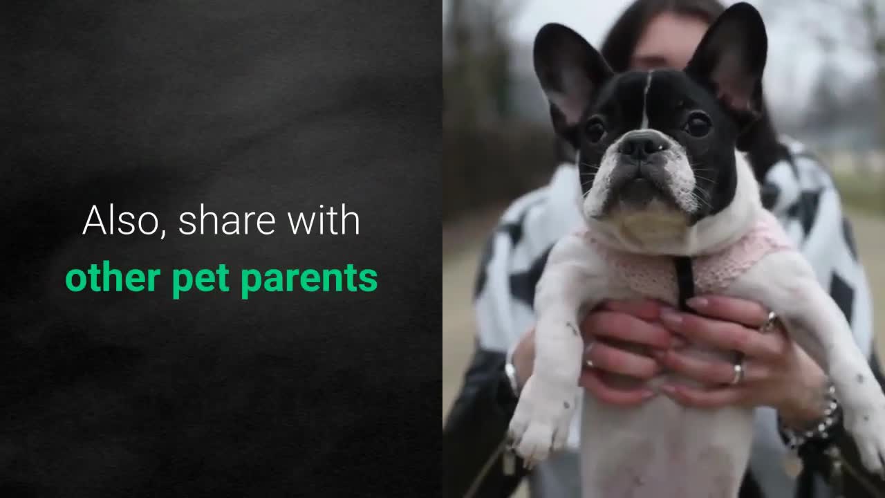 Simple tips on How to train your dog very fast [step by step guid]