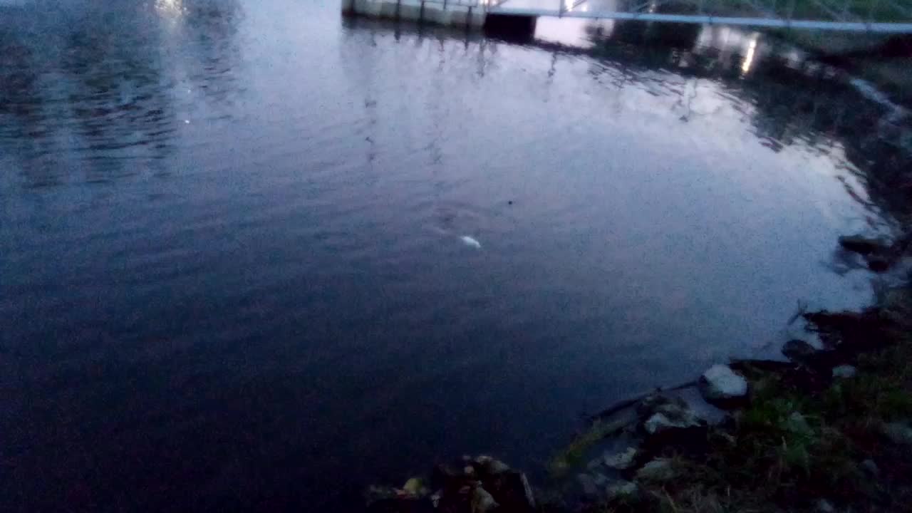 Walking Around Haysville Park & Dead fish floating on top of the water