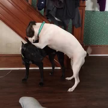 Hilarious playtime between dogs