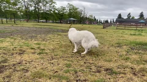 German Shepherd Attacks Pitbull