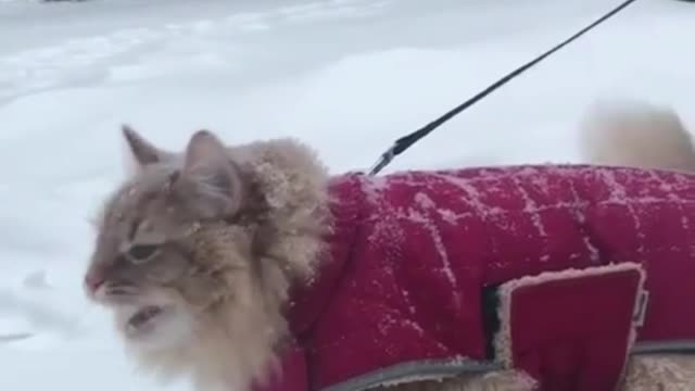 Snow man snow cat