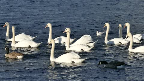 Swans accompaiend by ducks