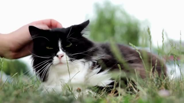 Cat rolling around in grass being pet