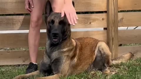 (READ DESCRIPTION BEFORE COMMENTING, I would Never drug my dogs) #belgianmalinois #dog #jackharris