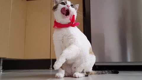 Cute cat cleaning her face after the dinner